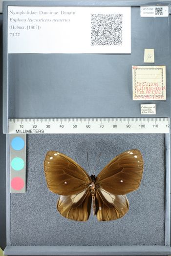 Media type: image;   Entomology 158399